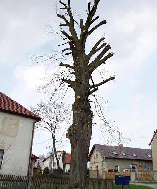 Lipna sytuacja w Zalesiu Śląskim